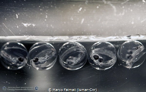 Floating eggs of Silverfish (Pleuragramma antarctica) und... by Marco Faimali (ismar-Cnr) 